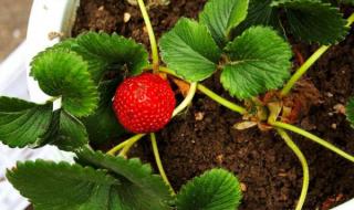 草莓种植方法全过程